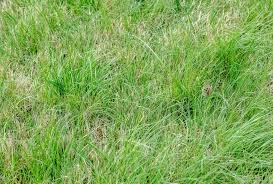 Buffalo Grass
